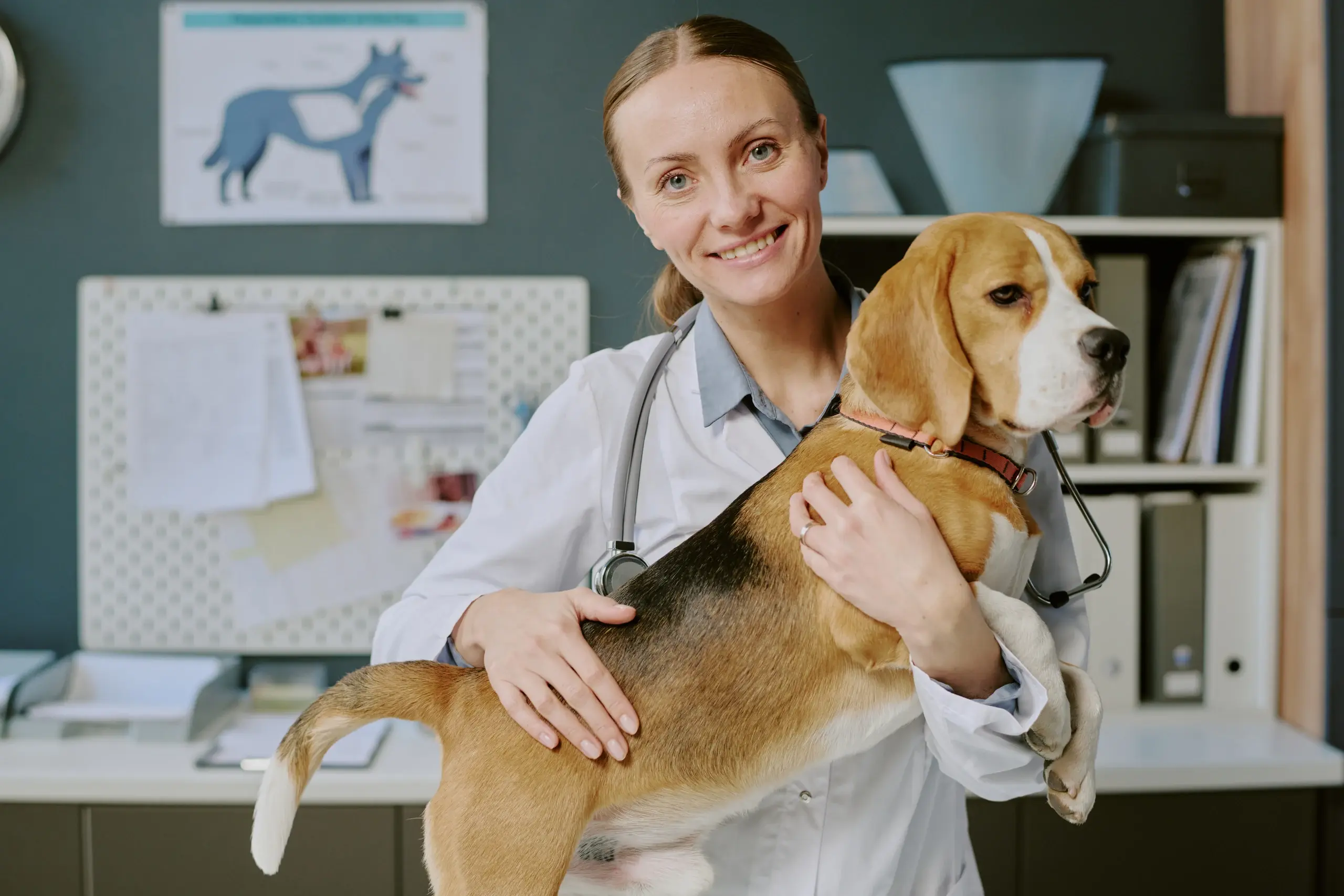 Veterinary team treating an animal